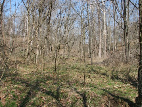 Property photo 56 - 137 Acres in 2 Tracts - 64 Tillable Acres, Potential Building Sites, Hunting